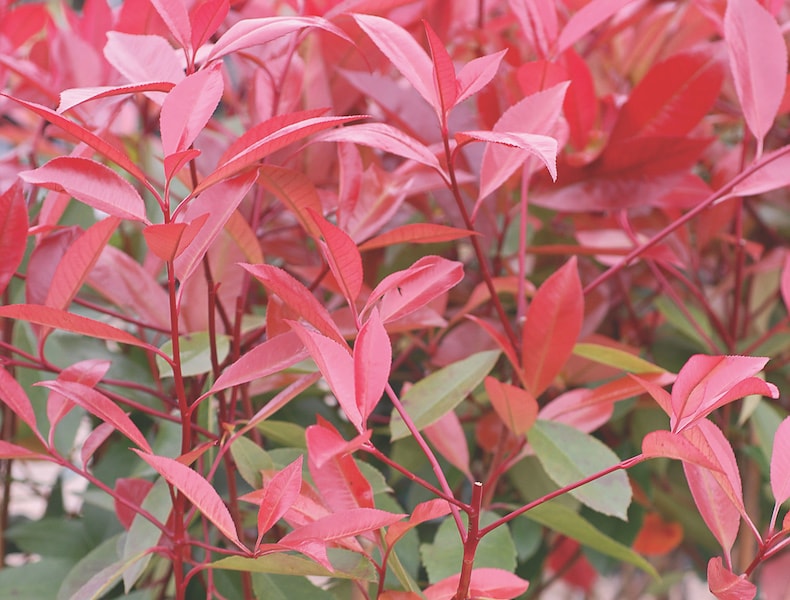 Photinia x fraseri 'Red Robin' from T&M