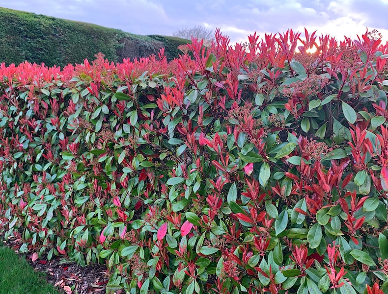 Photinia x fraseri 'Red Robin' hedging from T&M