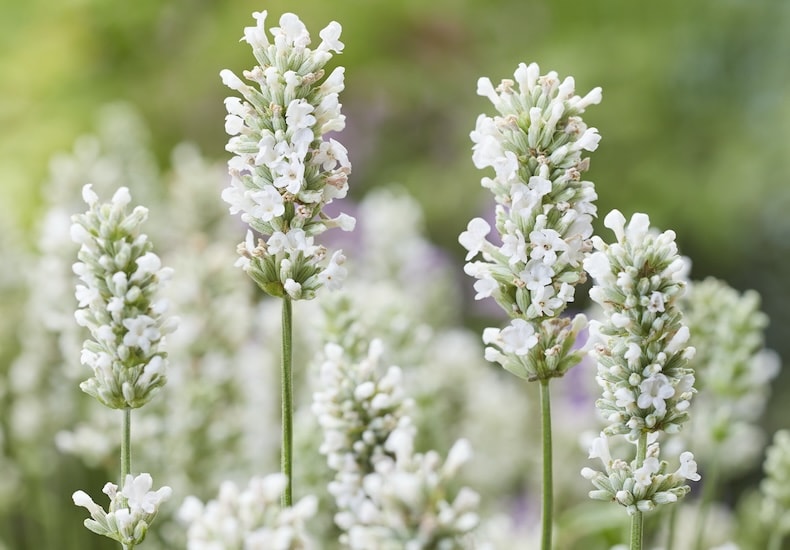 Top 10 Evergreen Shrubs | Thompson & Morgan