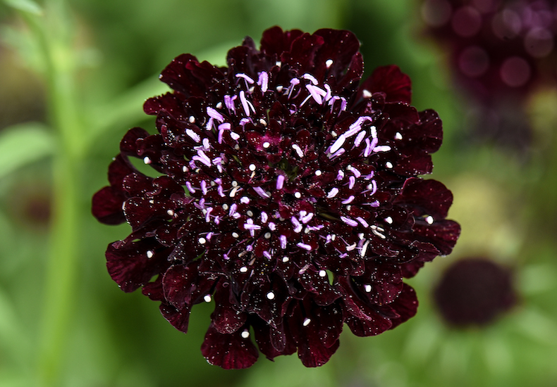 Black scabious flowers