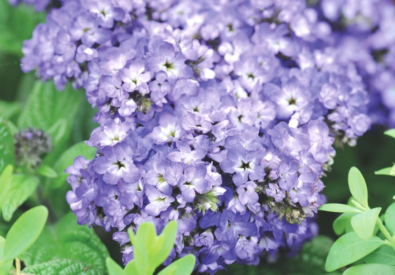 Purple heliotrope flowers