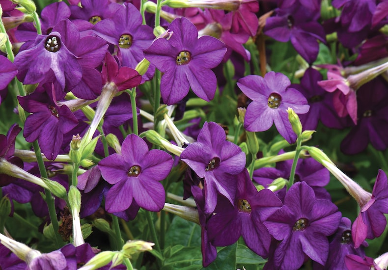 Purple nicotiana flowers with green stems