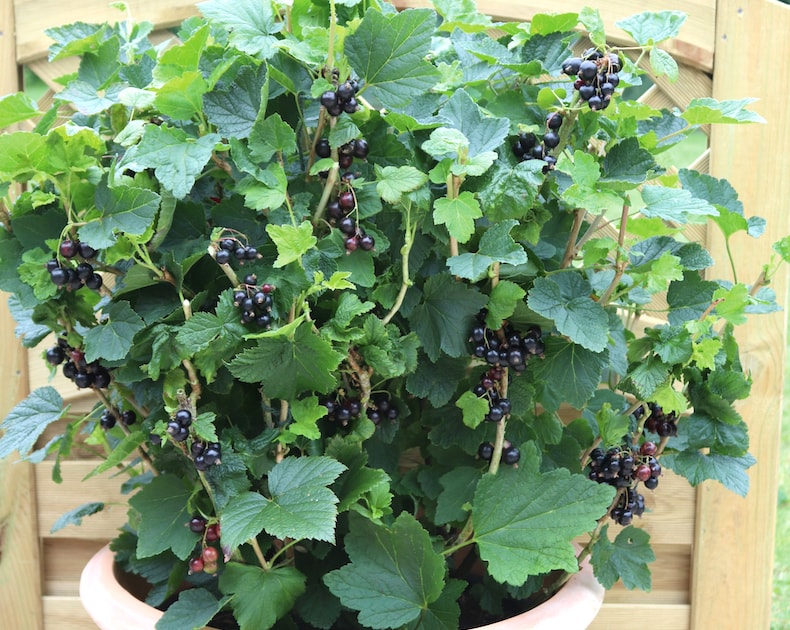 Blackcurrants against fence in a container