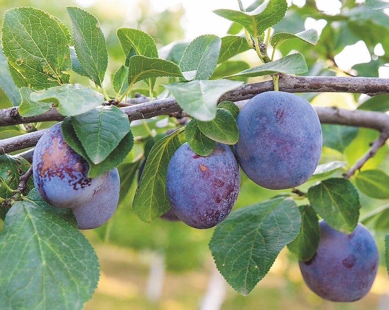 Group of plums ready to be harvested on branch