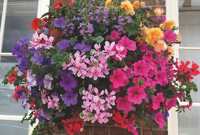 Nurseryman's Choice Hanging Basket Mixed Collection from T&M