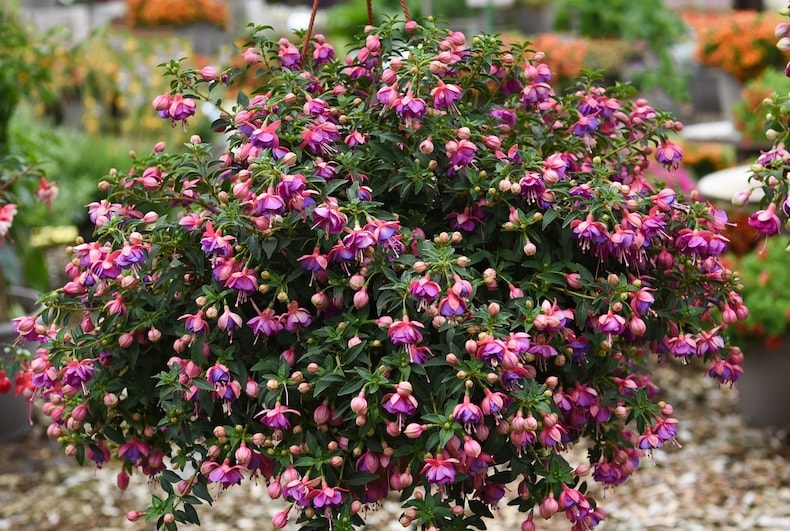Fuchsia 'Lionita' from T&M