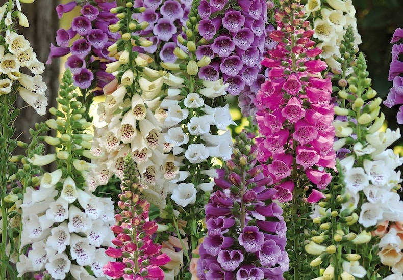 foxglove dalmation mixed