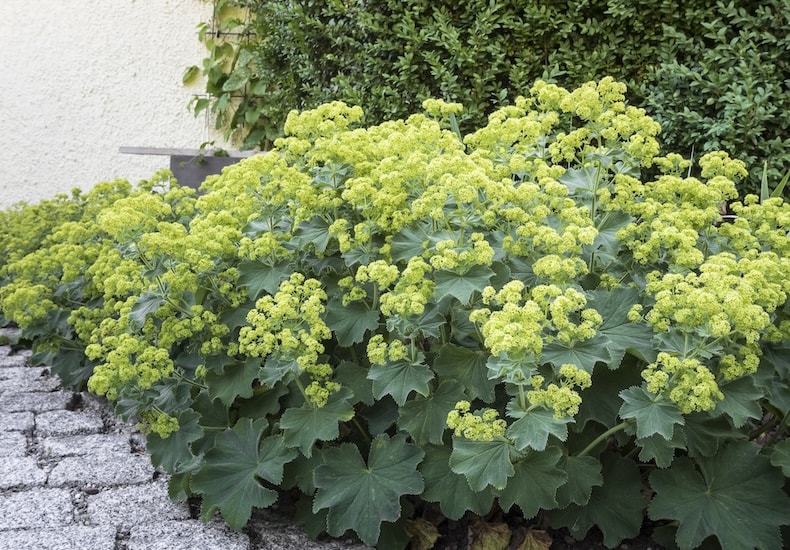 alchemilla