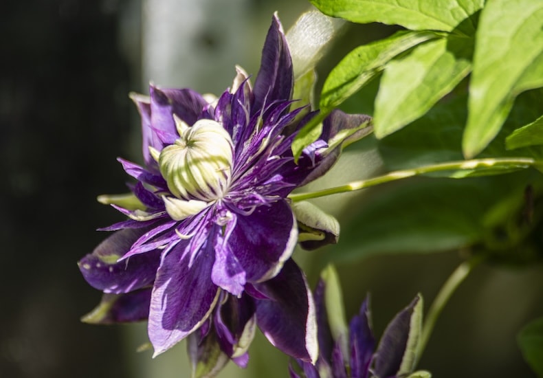 clematis taiga