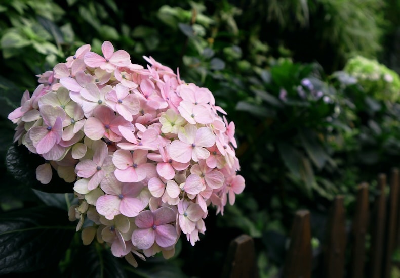 hydrangea macrophylla