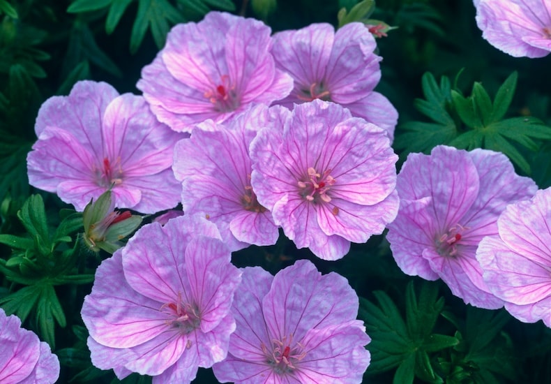hardy geranium sanguineum