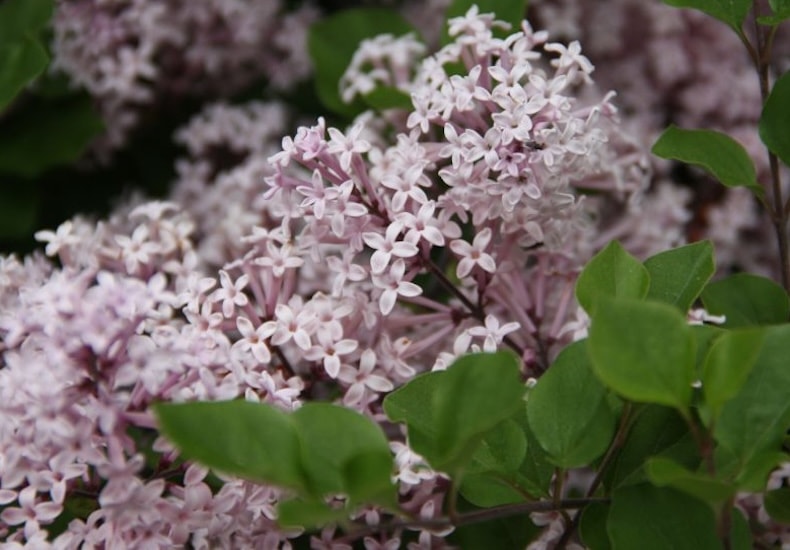 lilac palibin