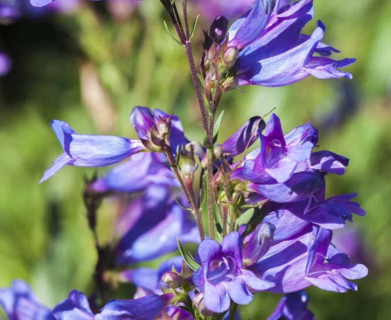penstemon heavenly blue
