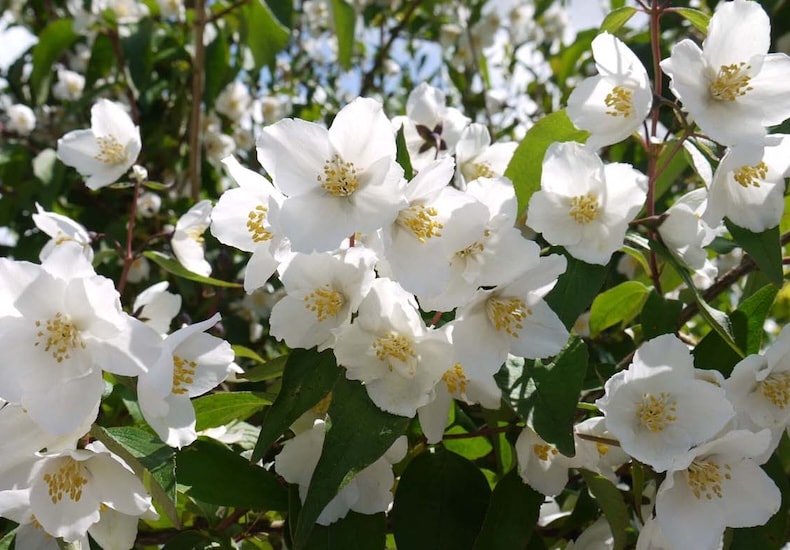philadelphus starbright