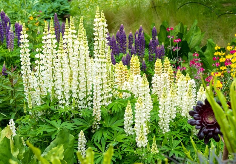 lupin noble maiden