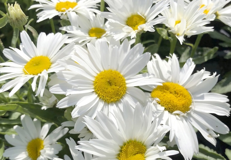 leucanthemum shasta daisy 9-shasta-daisy-madonna