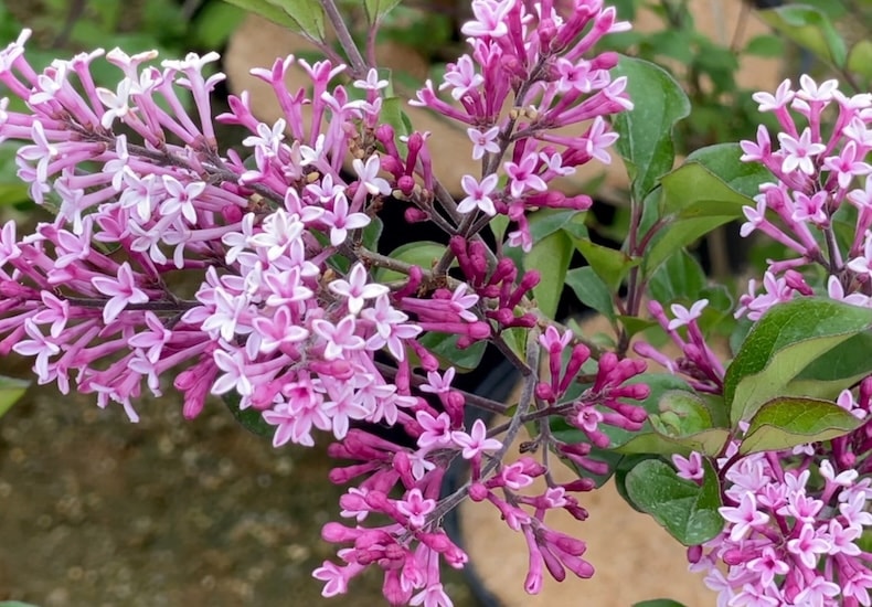 syringia red pixie