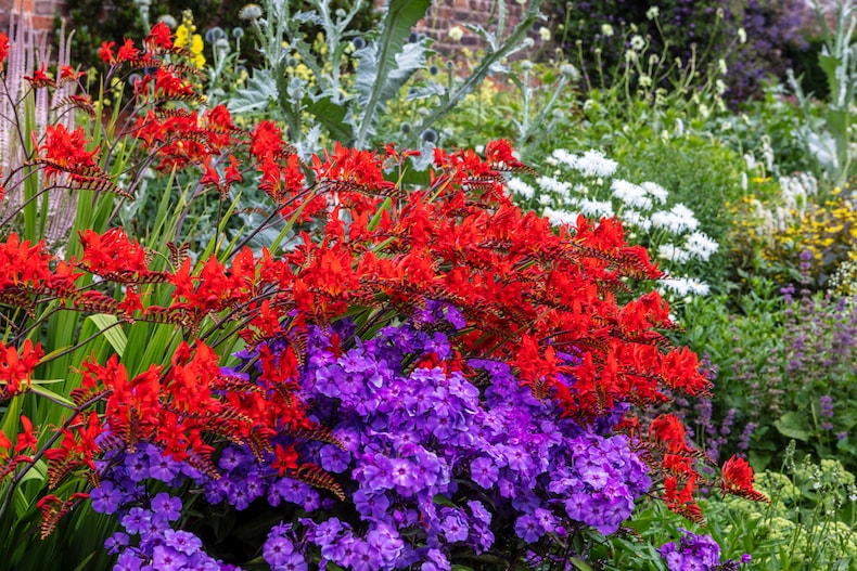 Red crocosmia and purple phlox flowers in garden bed