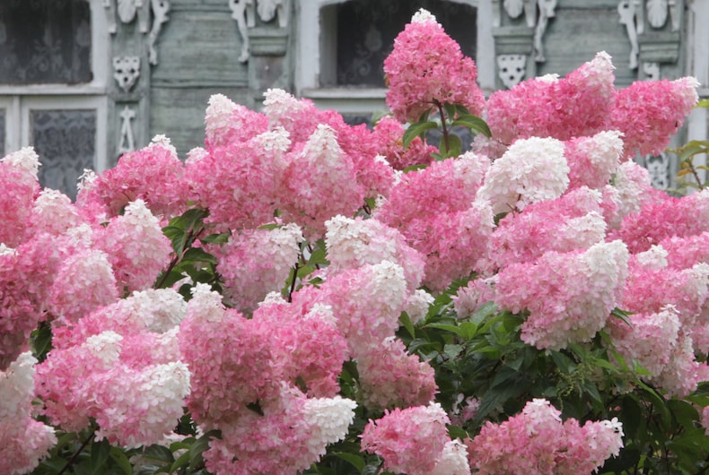 Pink and white hydrangea flowers against grey stone building background