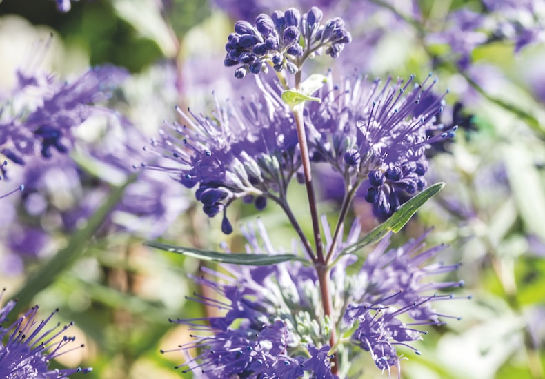Purple caryopteris flowers