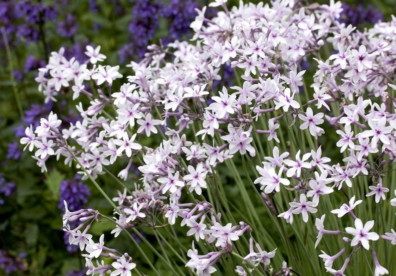 Display of purple and white tulbaghia flowers
