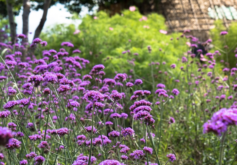 Purple verbena flowers in garden