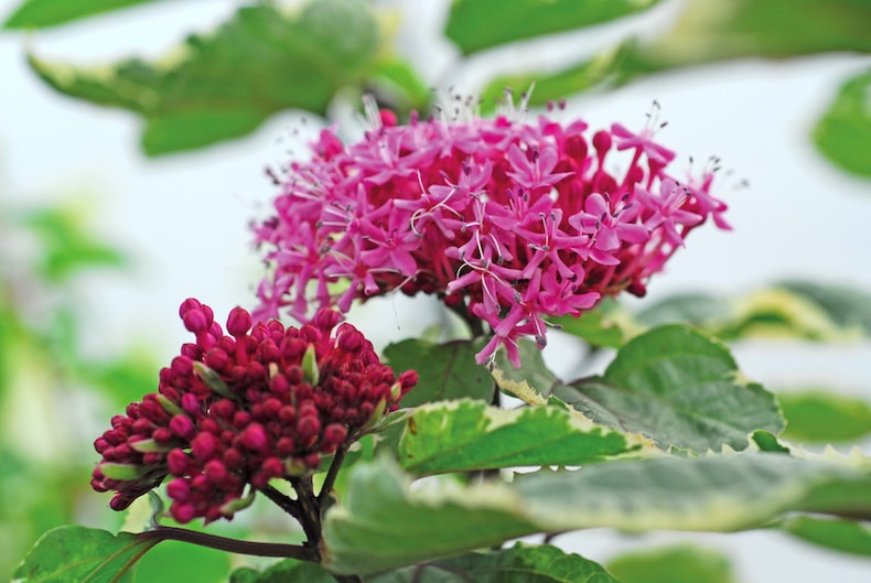 Two pink clerodendron flowers