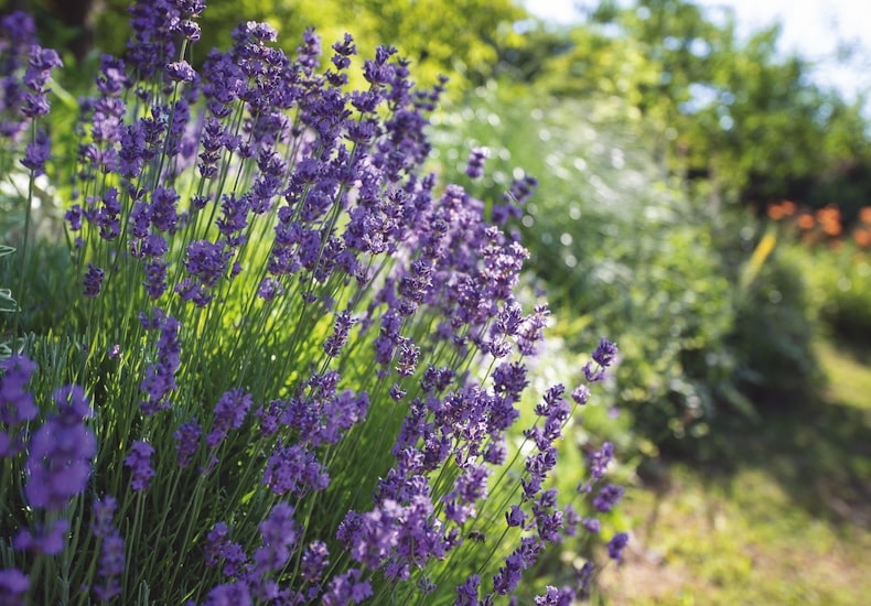lavender hidcote