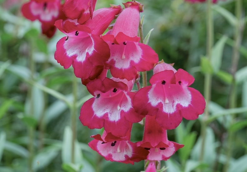 penstemon amelia jayne
