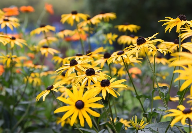 rudbeckia goldsturm