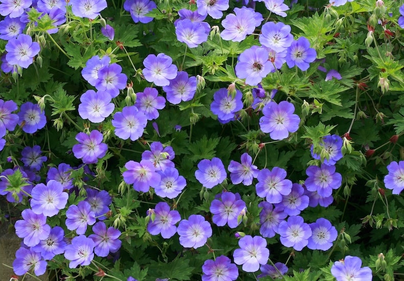 geranium rozanne