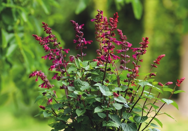 salvia nemorosa strawberry lake