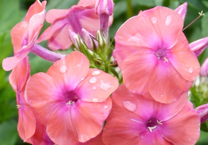 phlox coral flame
