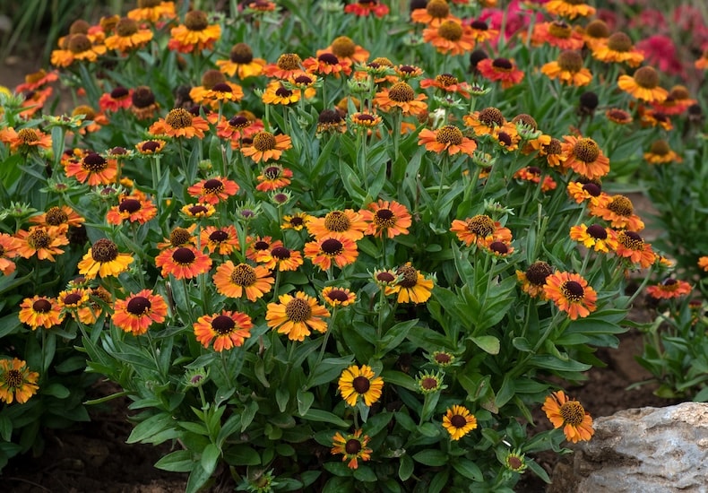 helenium short & sassy