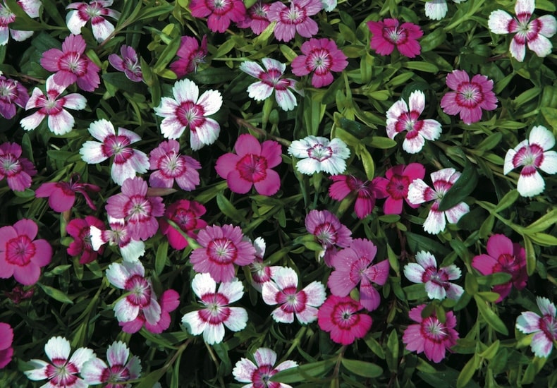 dianthus micro chips