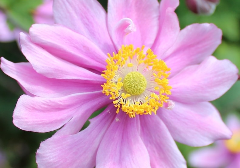 japanese anemone serenade