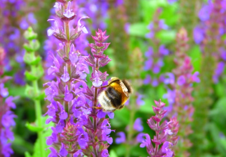 Top 10 Perennial Plants | Thompson & Morgan