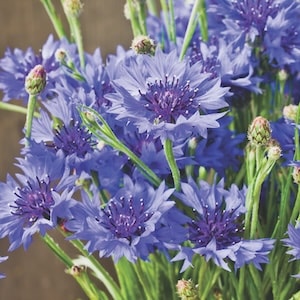 Blue cornflower flowers with green stems by Thompson & Morgan