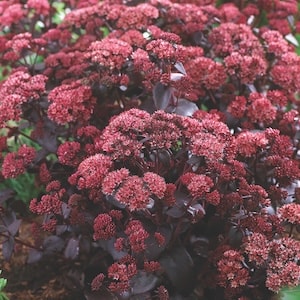 Dark red sedum plant by Thompson & Morgan