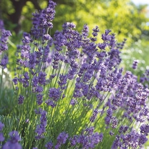 Purple lavender stems by Thompson & Morgan