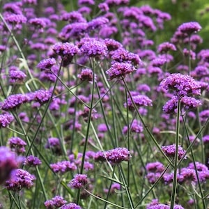 Purple verbena flower by Thompson & Morgan