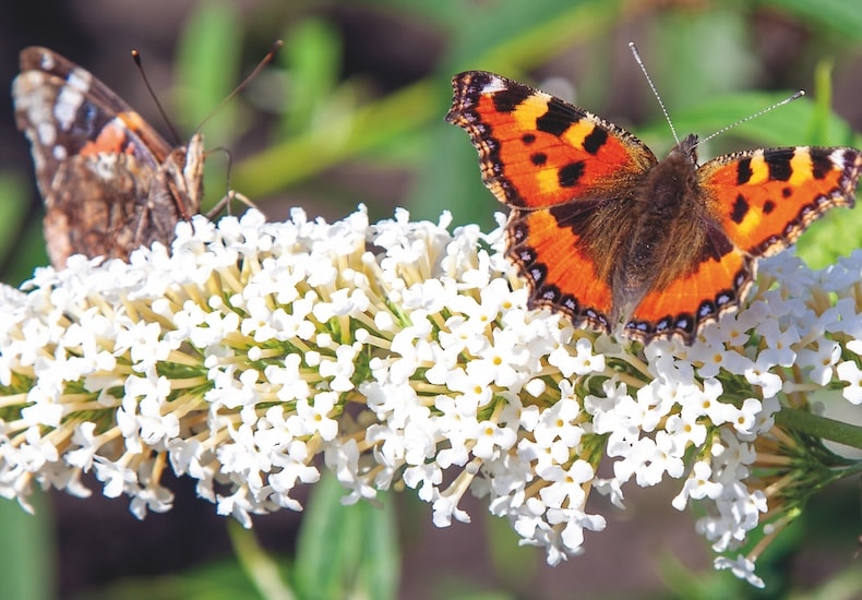 White buddleja with two butterflies