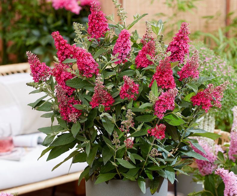 Buddleja 'Butterfly Candy Little Ruby' from T&M