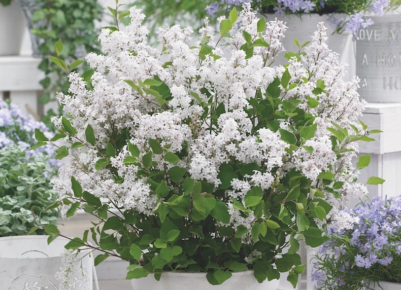 Lilac Dwarf 'Flowerfesta® White' from T&M
