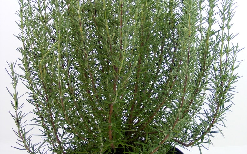 Rosemary 'Miss Jessop's Upright' from T&M