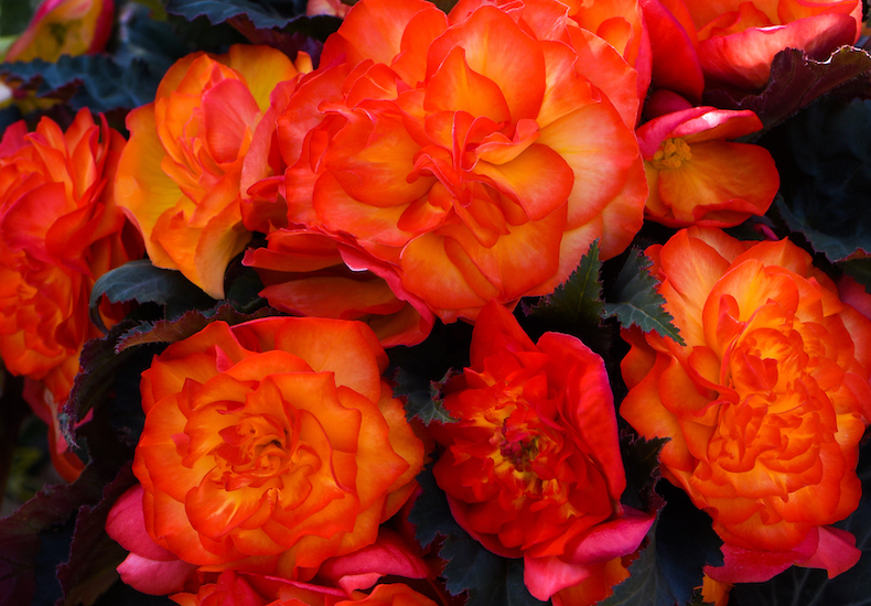 Begonia 'Non-Stop Fire' from T&M