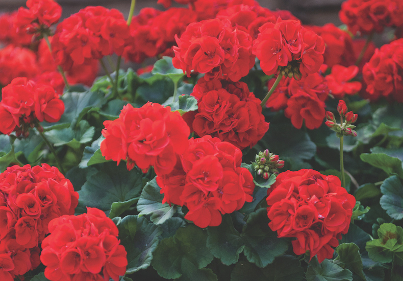 Geranium 'Best Red' F1 Hybrid from T&M