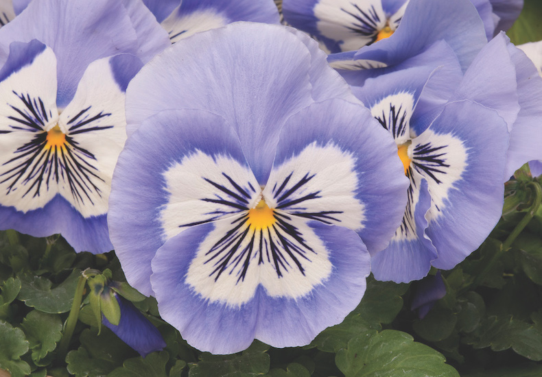 Pansy 'Mystique Blue Halo' from T&M