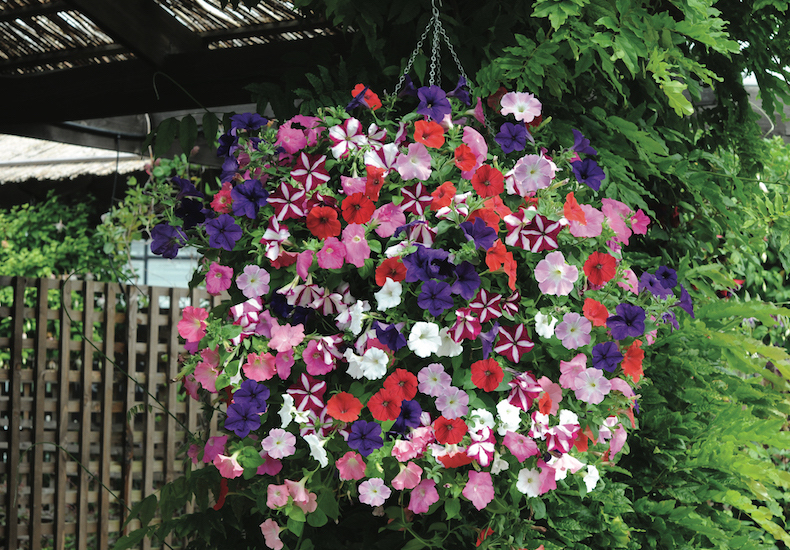 Petunia 'Easy Wave Ultimate Mixed' from T&M