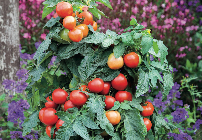 Tomato 'Summerlast' from T&M